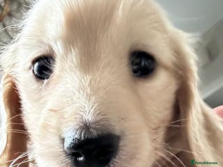 Miniature Dachshund dogs Kc registered longhaired miniature dachshunds - Advert 14