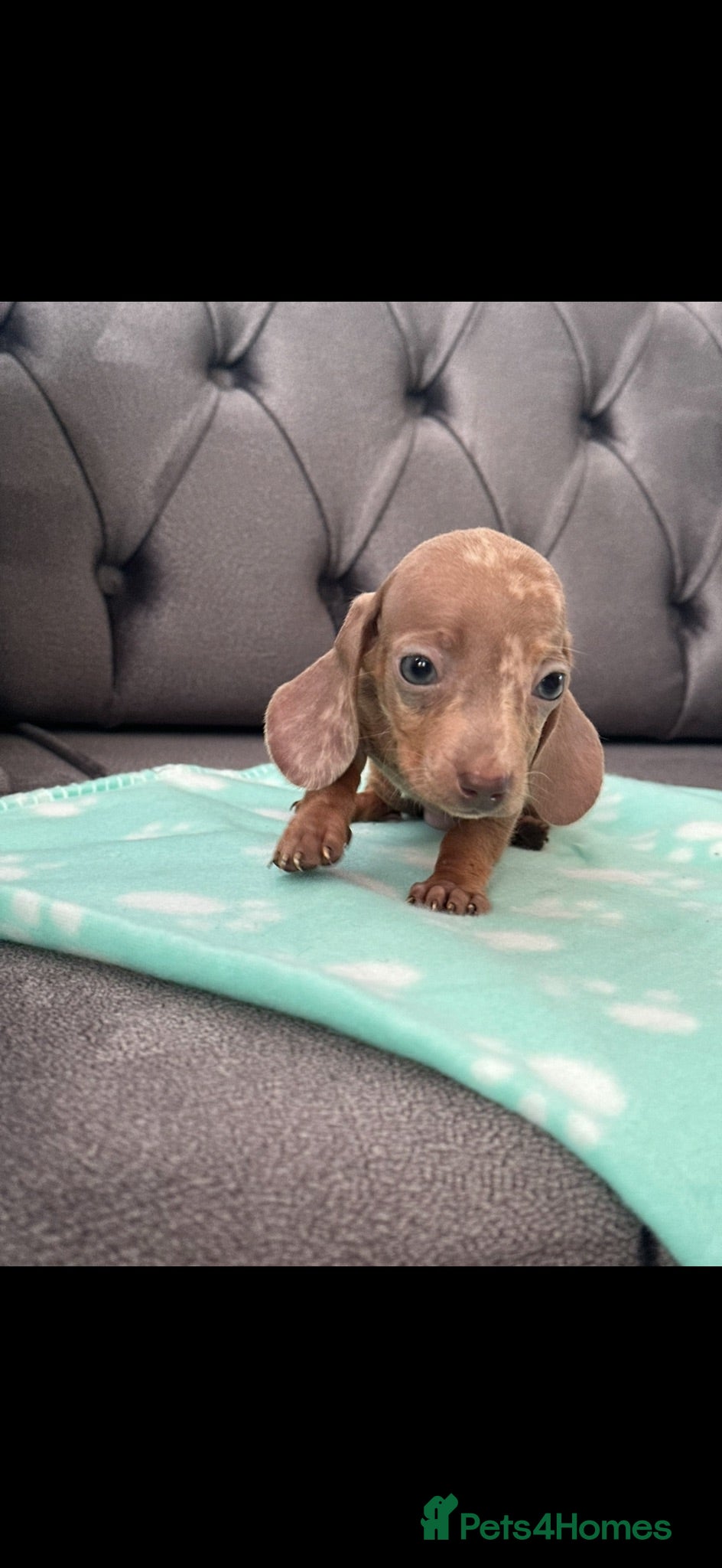 Miniature Dachshund dogs Miniature dachshund  - Advert 8
