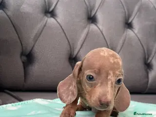 Miniature Dachshund dogs Miniature dachshund - Advert 8