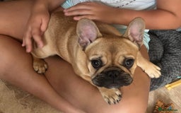 French Bulldog dogs for sale: 🧡French Bulldog Girl🧡 - Image 1