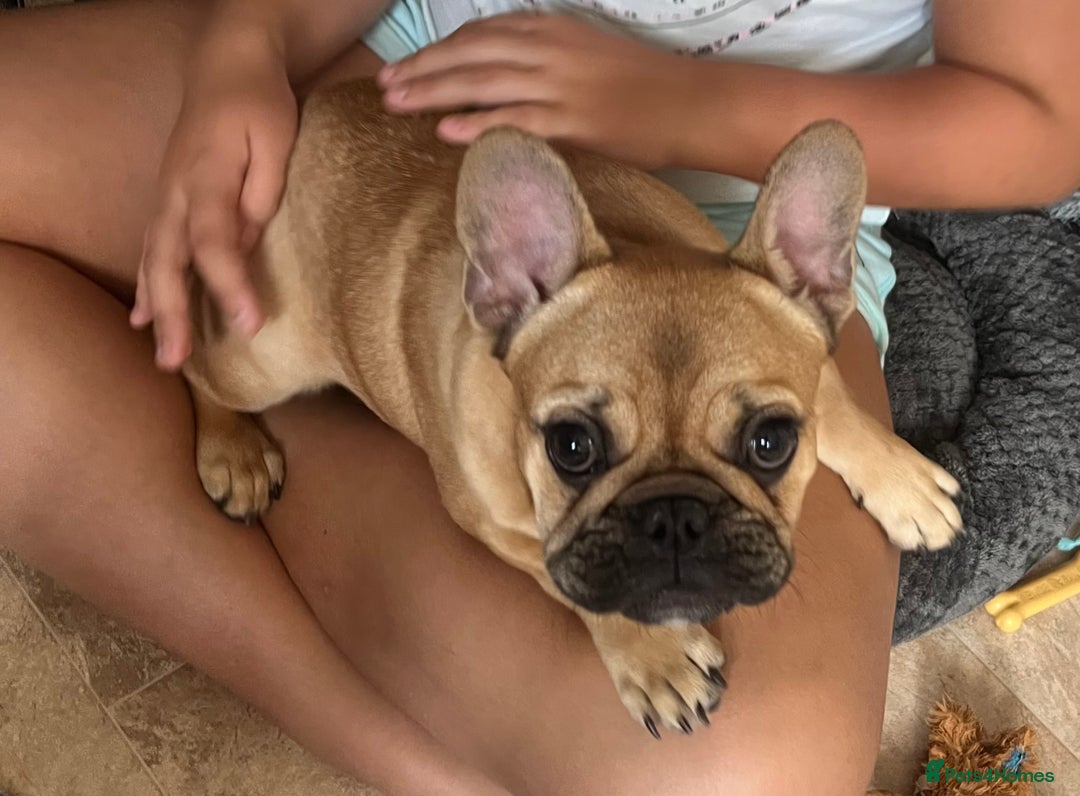 French Bulldog dogs for sale: 🧡French Bulldog Girl🧡 - Image 1
