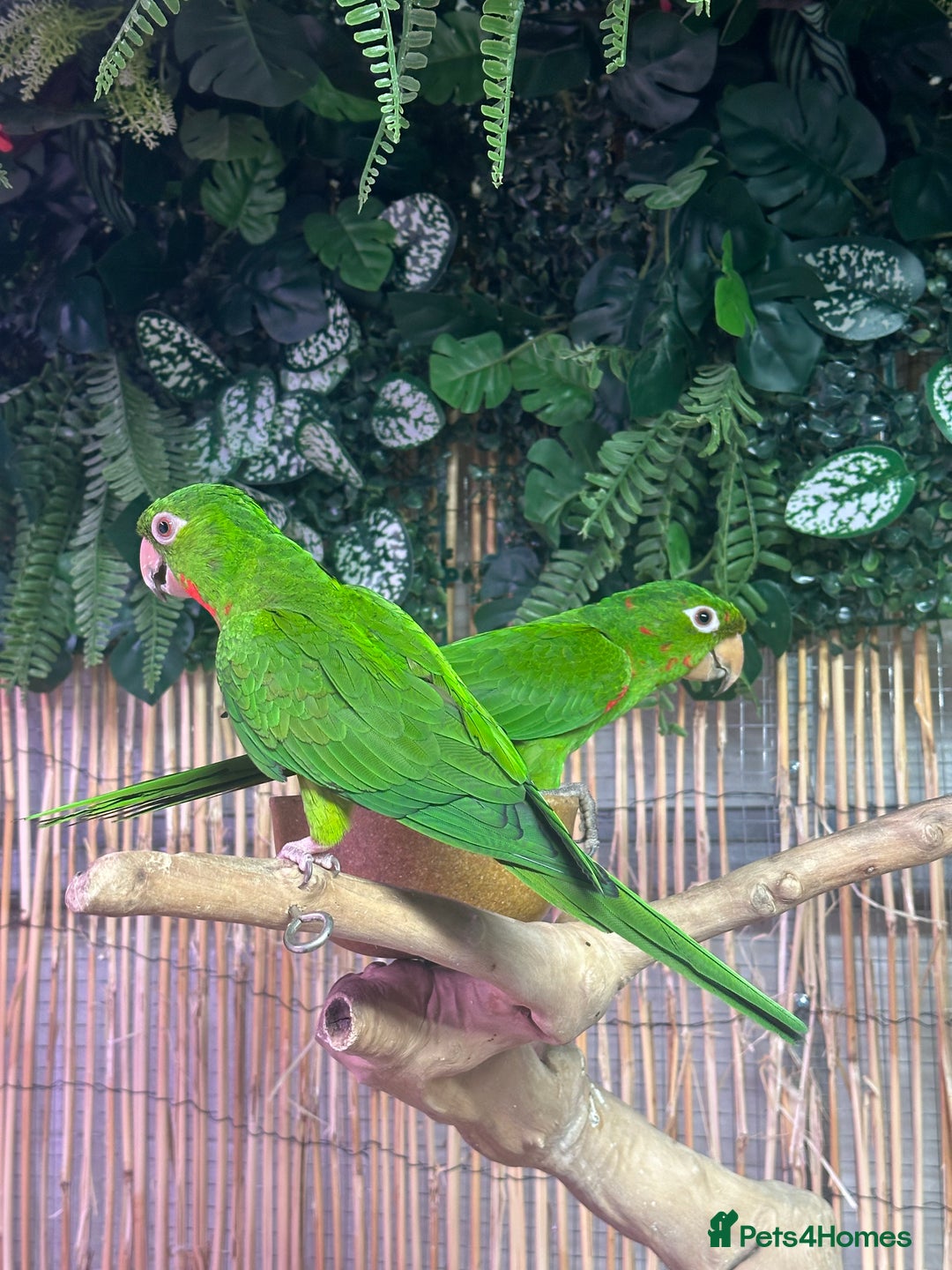 Conures birds for sale: Aviary bred conures  - Advert 3