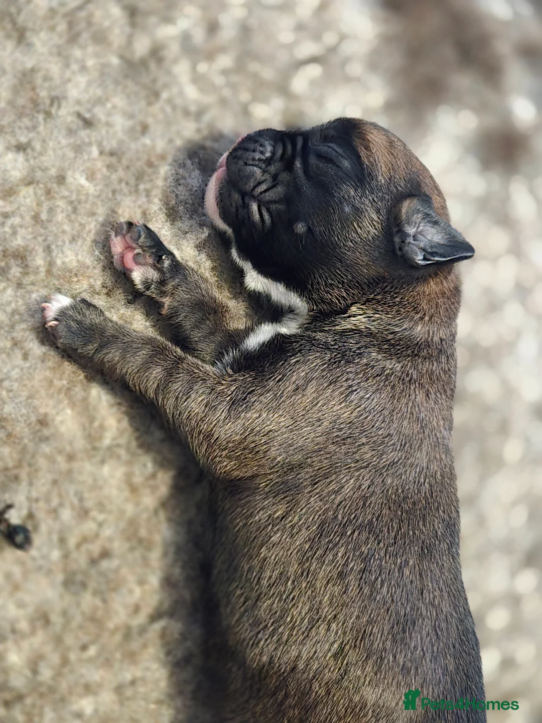 Boxer dogs for sale: Kc boxers - boy and girl are looking for 🏡 - Advert 34