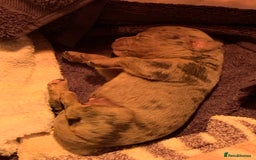 Olde English Bulldogge dogs for sale: Olde English bulldogges generational  - Image 6