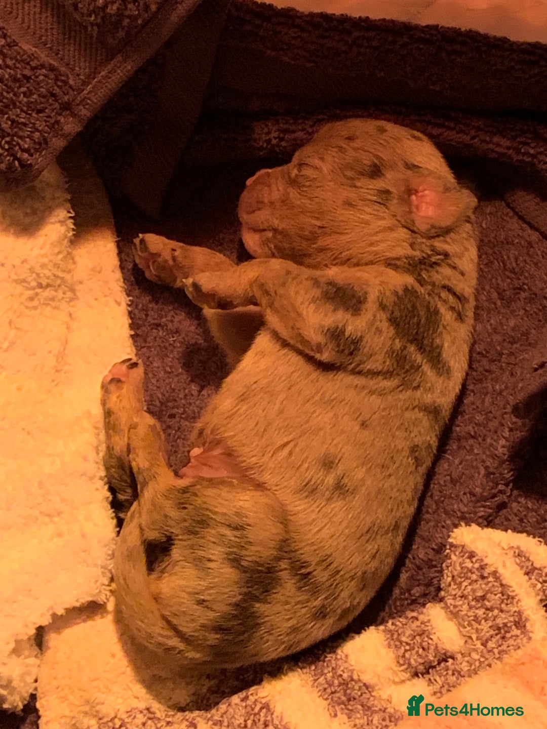 Olde English Bulldogge dogs for sale: Olde English bulldogges generational  - Image 6