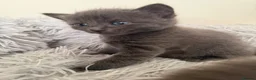 British Shorthair cats for sale: Kittens - Advert 4