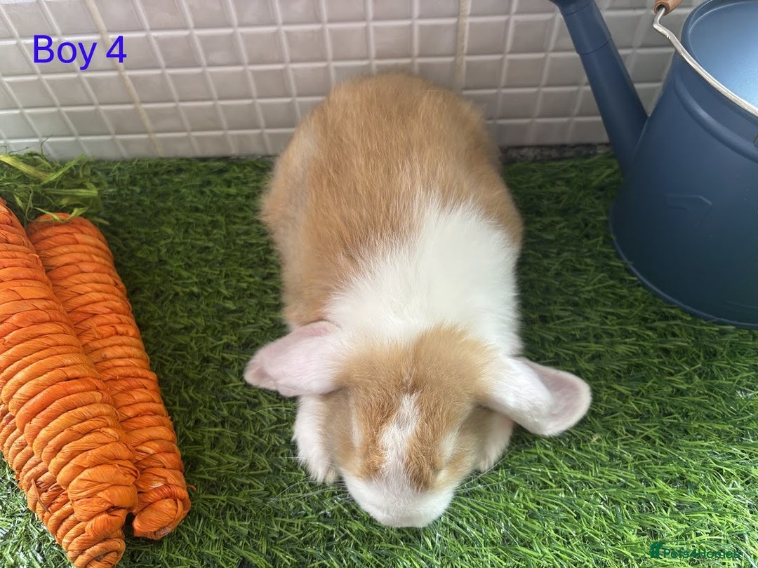Mini Lop rabbits for sale: Mini lop baby bunnies - Ready now! - Image 18