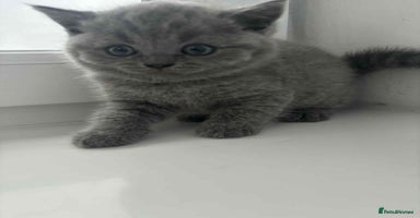 Scottish Fold cats - Advert 9