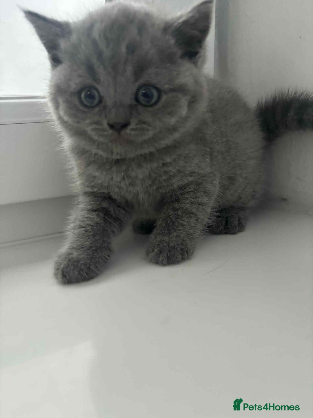 Scottish Fold cats for sale: Absolutely stunning kittens  - Image 2