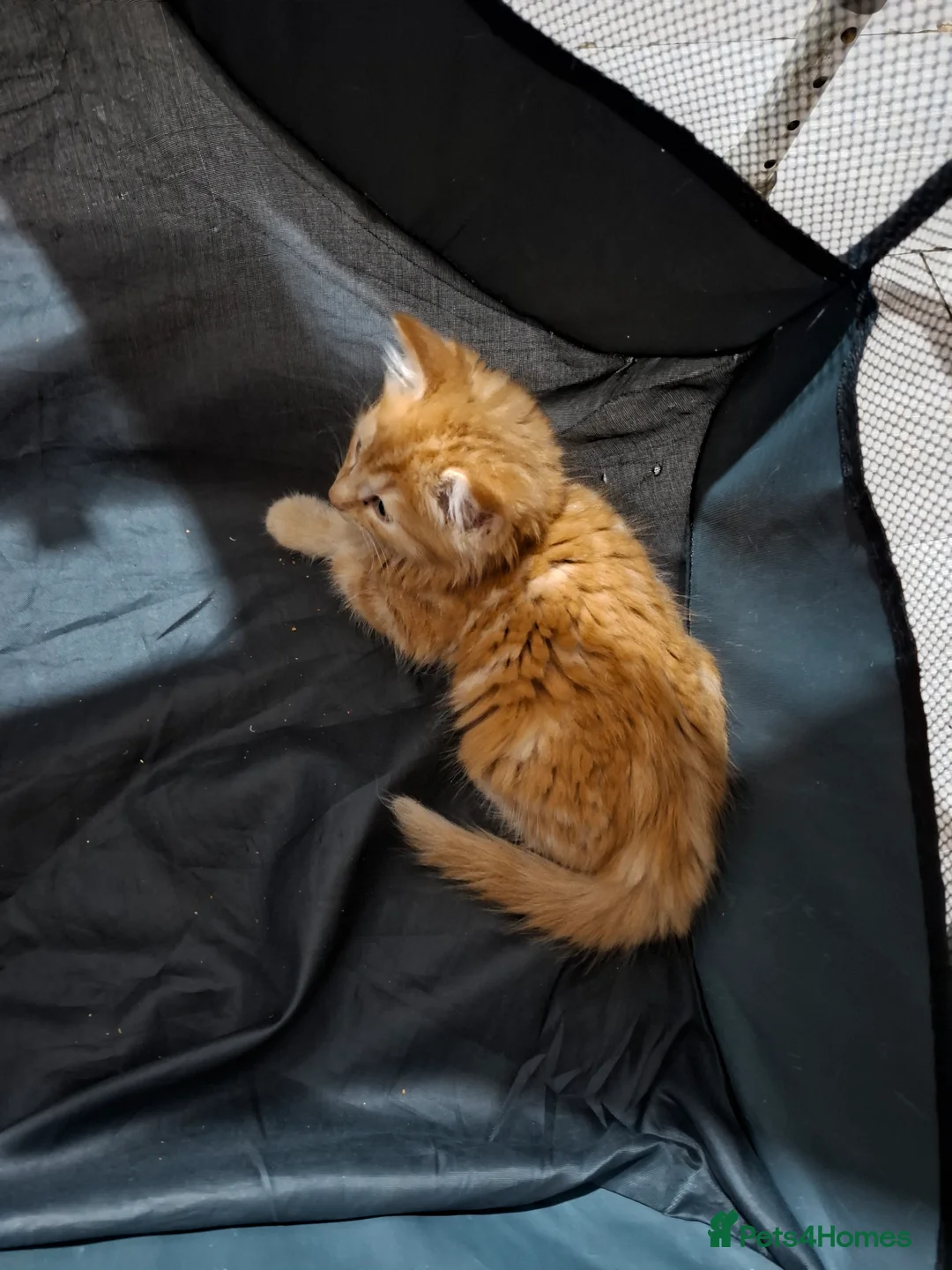 Mixed Breed cats for sale: CUTE KITTIES  - Advert 4