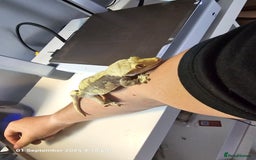 Gecko reptiles for sale: Crested gecko - pending collection - Image 5