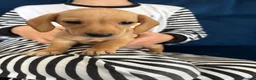 Miniature Dachshund dogs for sale: READY NOW Pure cream mini long haired pups - Advert 10