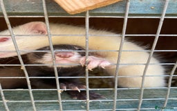 Ferret rodents for sale: Ferrets  - Image 5