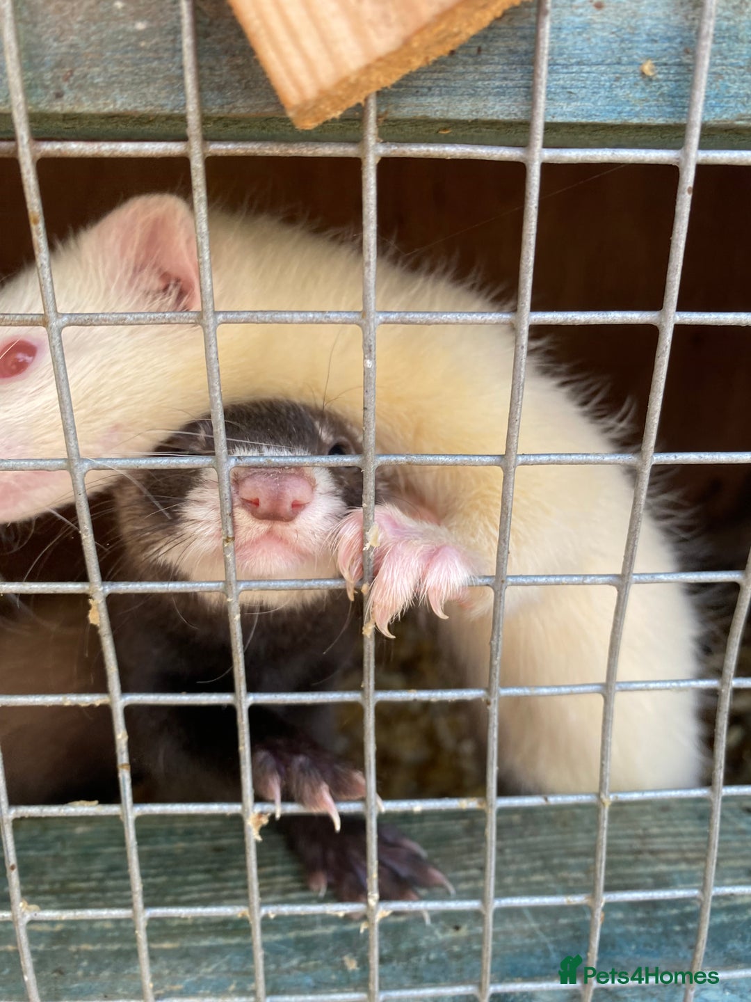 Ferret rodents for sale: Ferrets  - Image 5