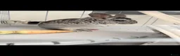 Chinchilla rodents for sale: Chinchilla  in Sheffield - Advert 1