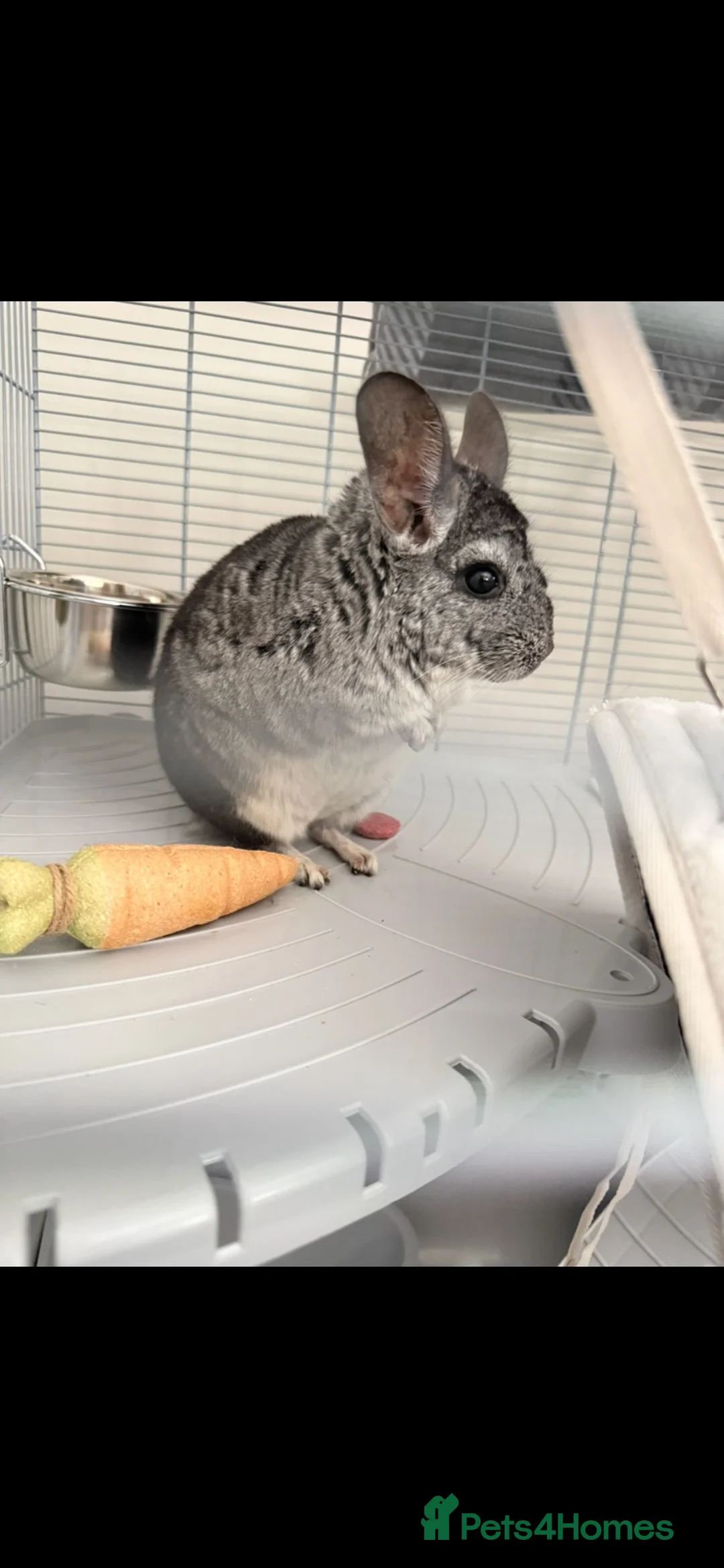 Chinchilla rodents for sale: Chinchilla  in Sheffield - Advert 1