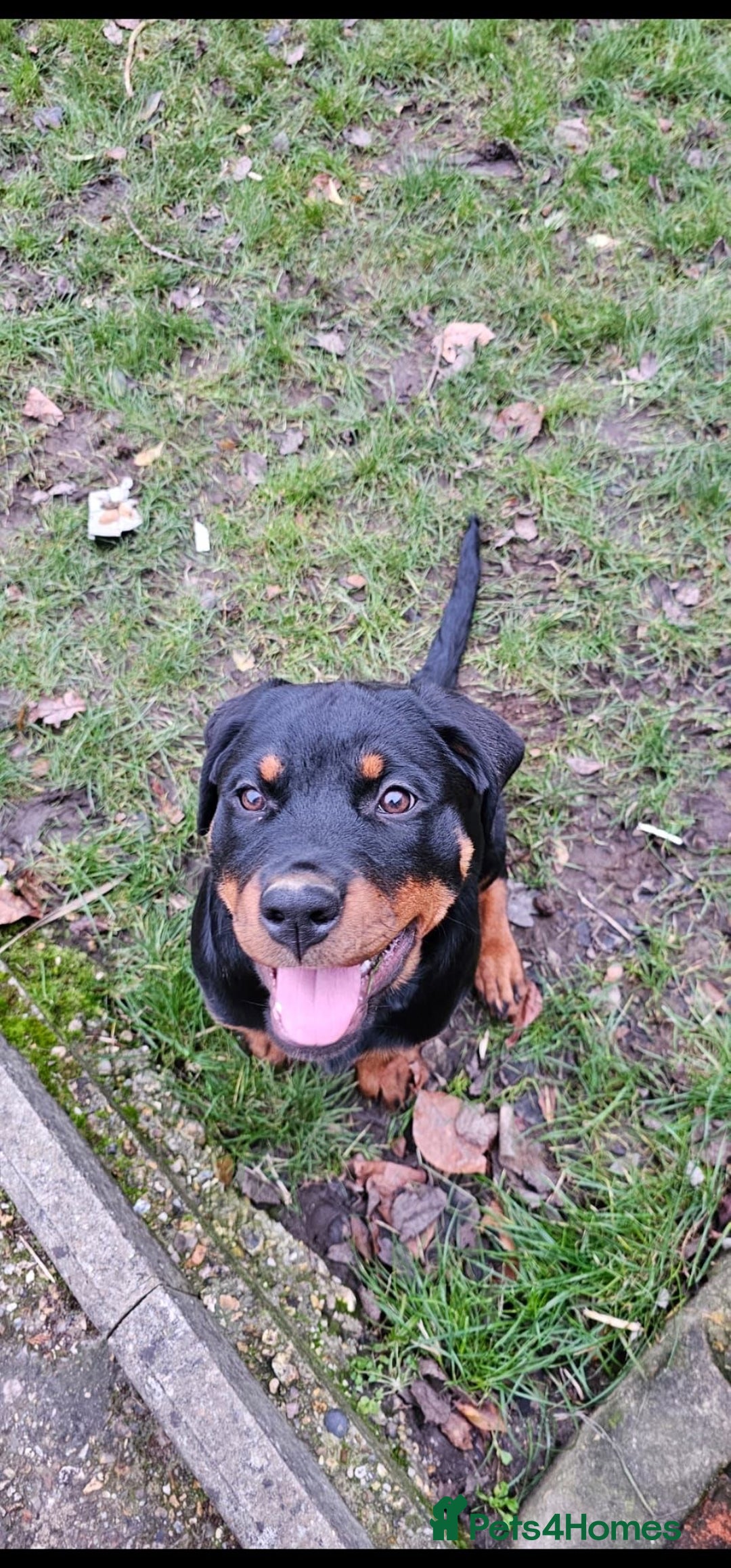 Rottweiler dogs for stud: KC REGISTERED ROTTWEILER in Worcester - Advert 14