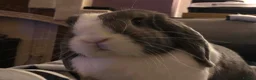 Mini Lop rabbits for sale: 2x bonded mini lop rabbits  - Advert 4