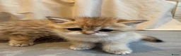 British Shorthair cats for sale: British Shorthair+ Scottish Fold - Advert 9