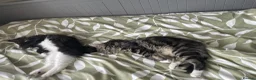 Mixed Breed cats for sale: Fluffy Bonded sisters ready for a loving home ❤️  - Advert 6