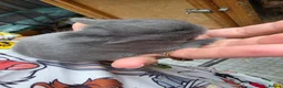 Netherland Dwarf rabbits for sale: Female Netherland dwarf - Advert 4