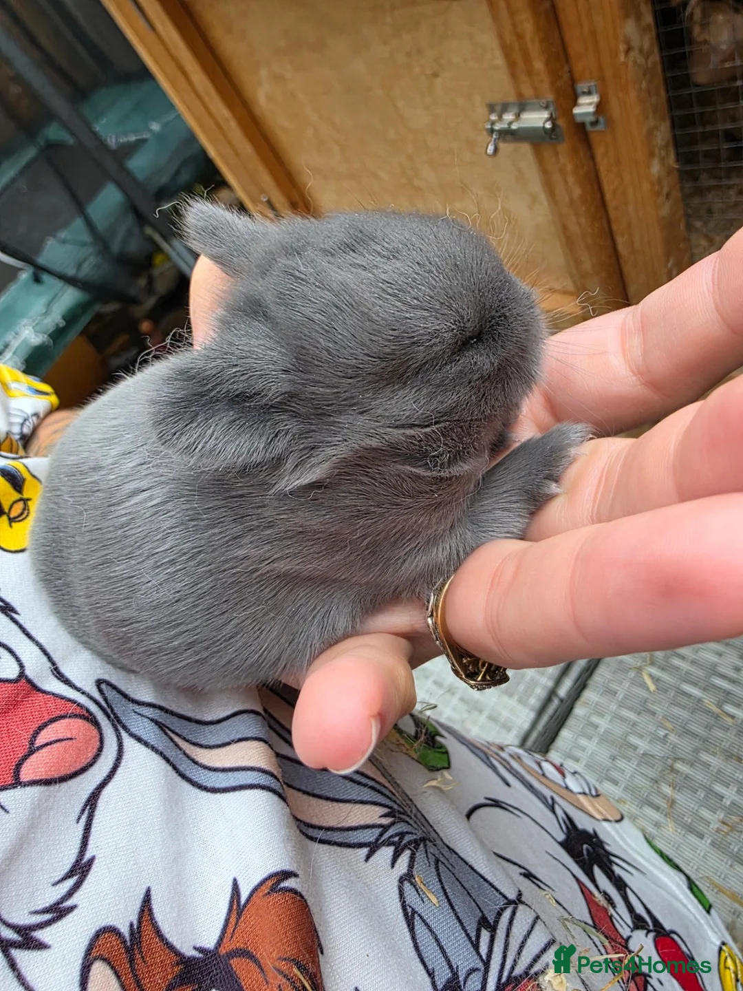 Netherland Dwarf rabbits for sale: Female Netherland dwarf - Advert 4