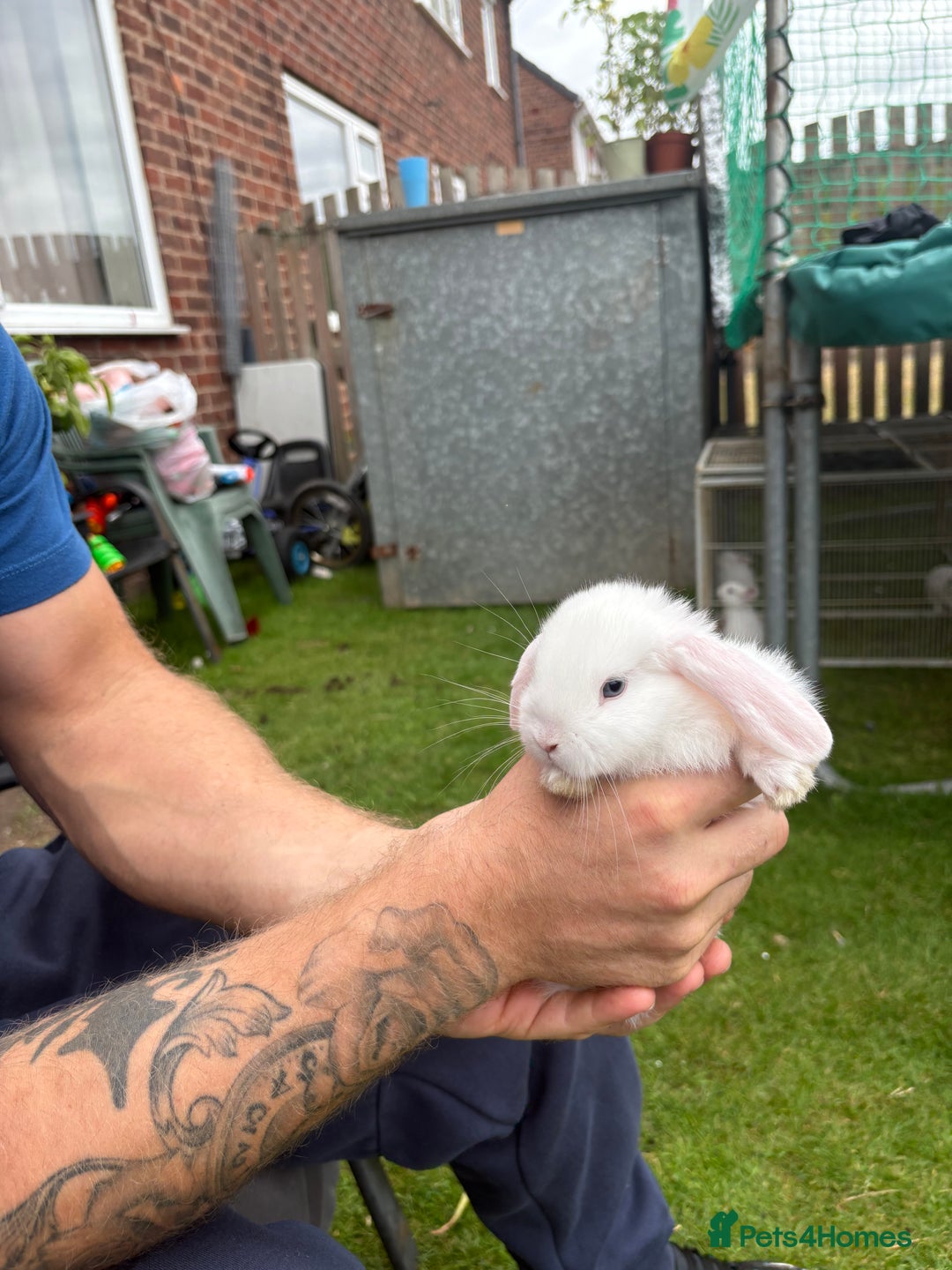 Mini Lop rabbits for sale: Mini lop babies  - Image 2