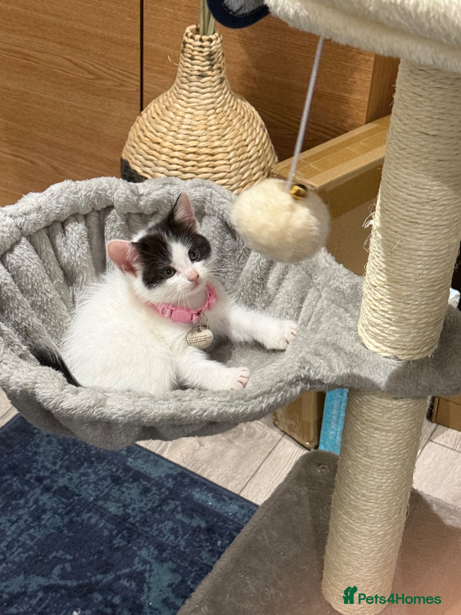 Mixed Breed cats Girl kitten  - Advert 1