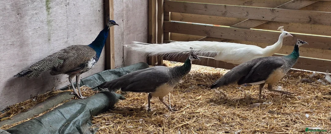 Peafowl poultry for sale: Peafowl in multiple colours available in Faringdon - Advert 1