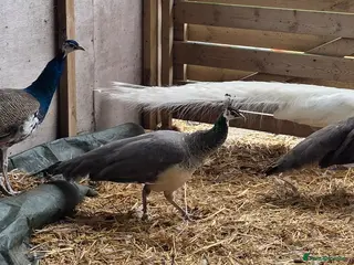 Peafowl poultry Peafowl in multiple colours available - Advert 1