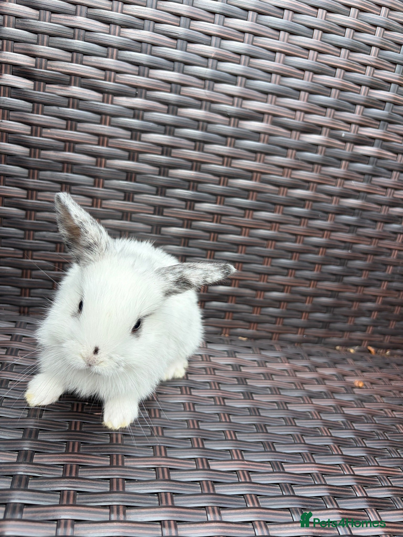 Mixed Breed rabbits 4x MINI LION LOP BUNNIES left READY SEPTEMBER  - Advert 15