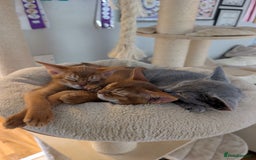 Abyssinian cats for sale: Stunning Abyssinian Babies  - Image 9