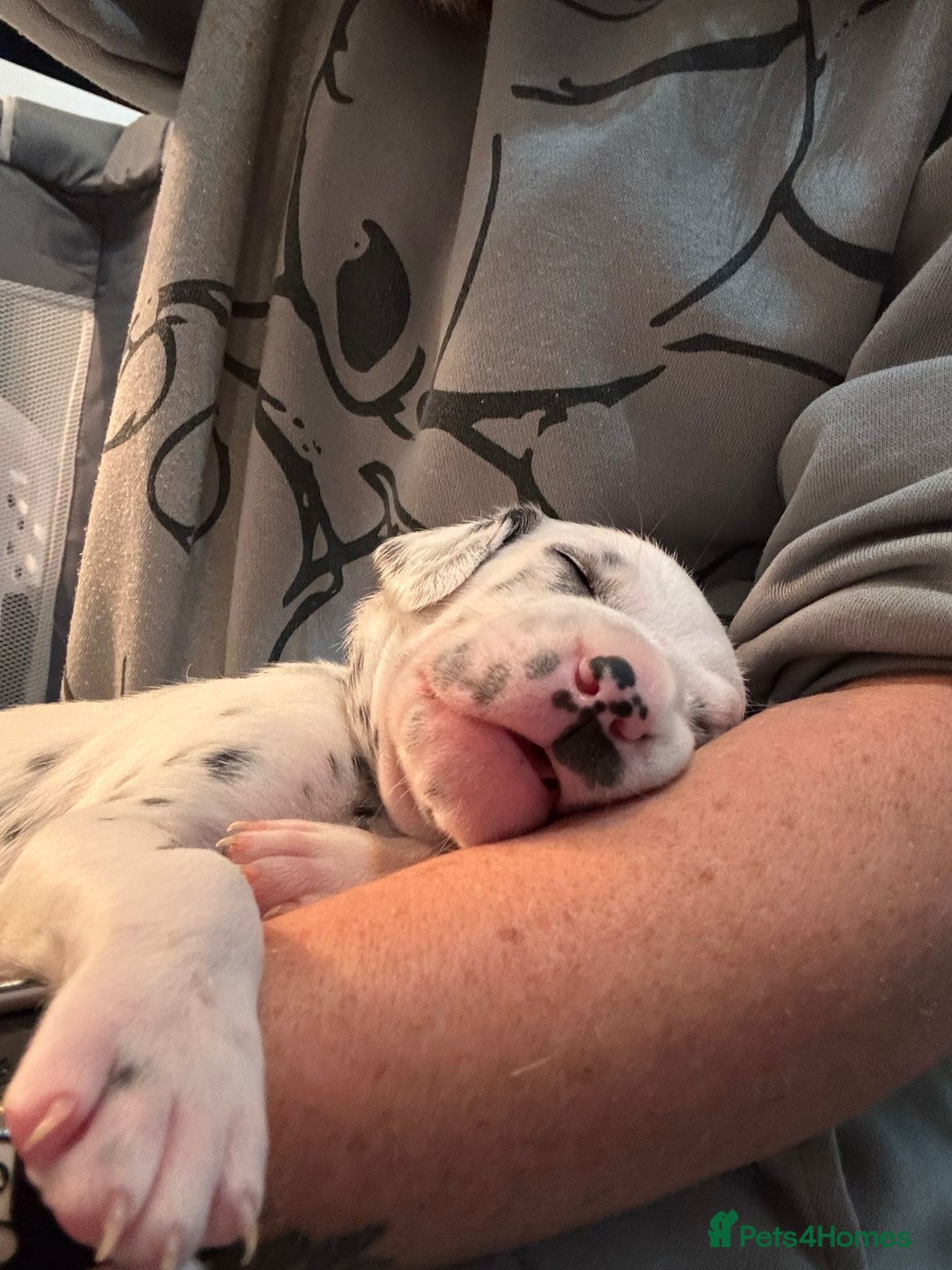 Dalmatian dogs for sale: beautiful dalmatian puppies - Advert 26