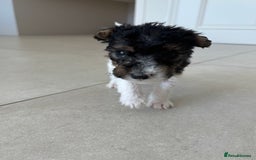Fox Terrier dogs for sale: Stunning wire fox terrier puppies  - Image 18