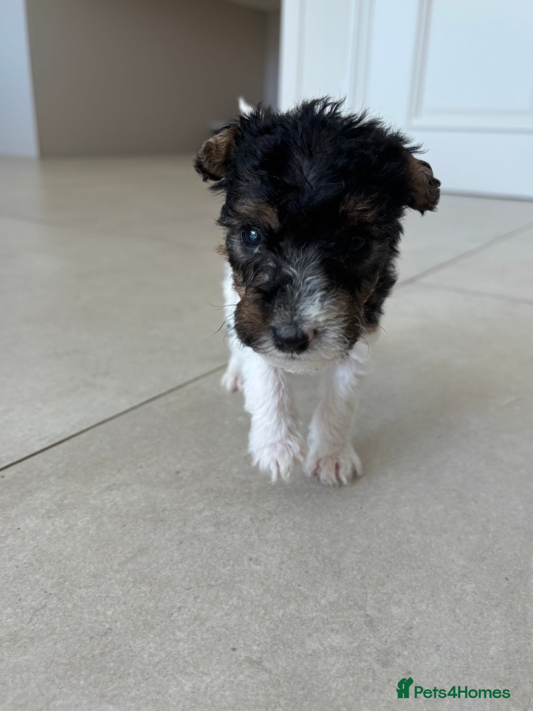 Fox Terrier dogs for sale: Stunning wire fox terrier puppies  - Image 18