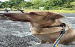 Mixed Breed dogs for adoption: 💚 Monty 💚 - Image 4