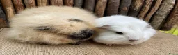 Guinea Pig rodents for sale: Swiss teddy babIes  - Advert 3