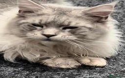 Maine Coon cats for sale: XXL Champion Line Maine Coons – Rare, Very Fluffy! - Advert 26
