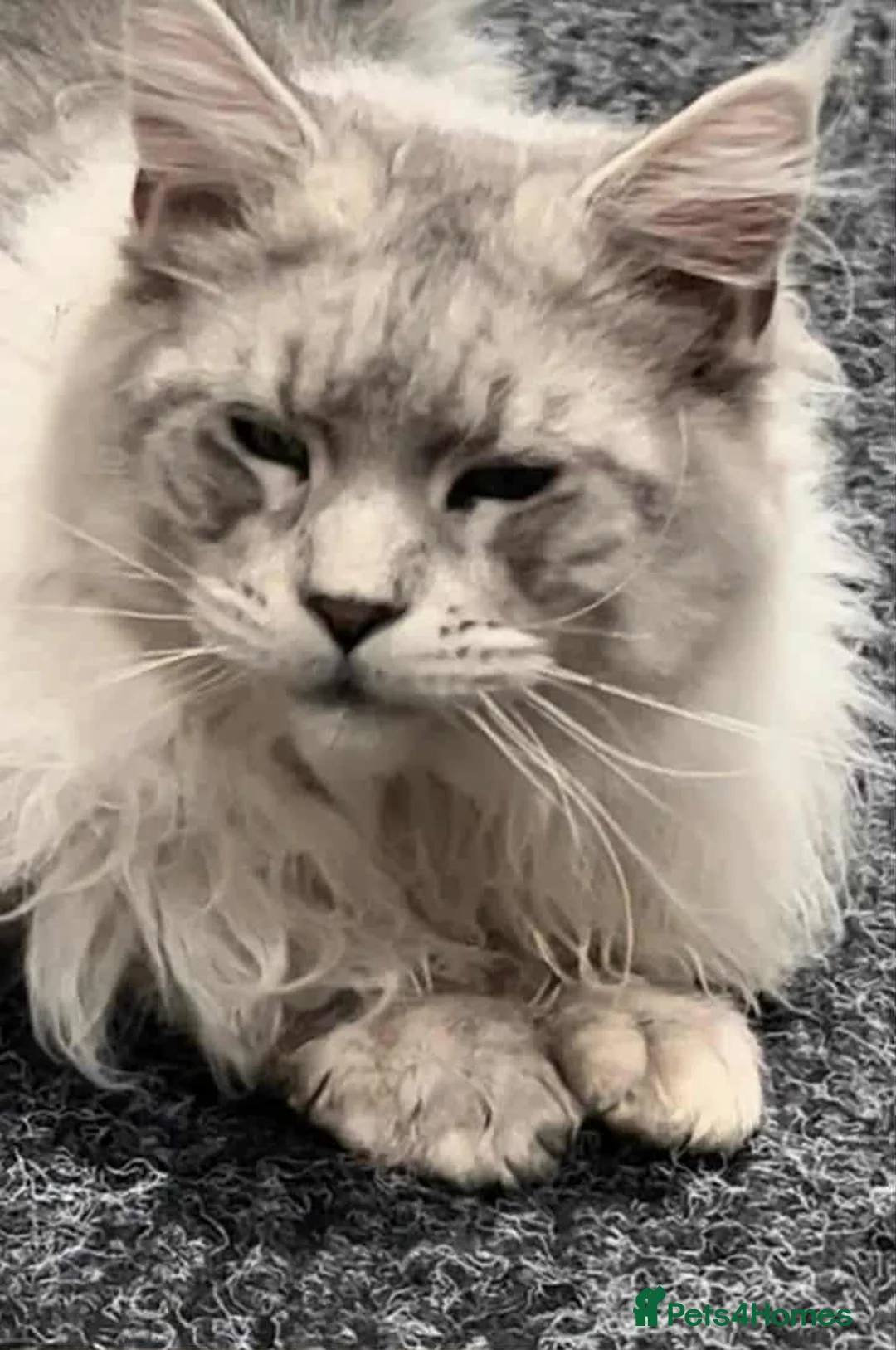 Maine Coon cats for sale: XXL Champion Line Maine Coons – Rare, Very Fluffy! - Advert 29