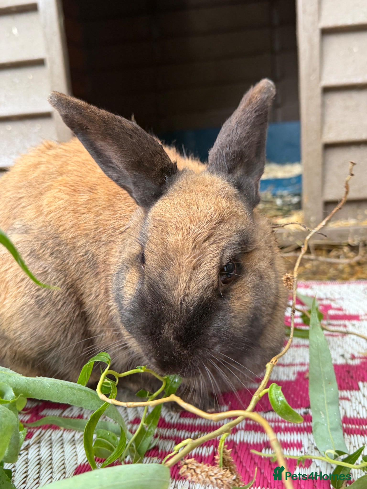 Mixed Breed rabbits Rabbits  - Advert 1