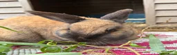 Mixed Breed rabbits for sale: Rabbits  - Advert 1