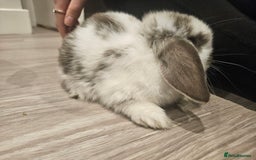 Mini Lop rabbits for sale: Pure Breed Mini Lop Bunnies . 2 boys left ! - Image 6