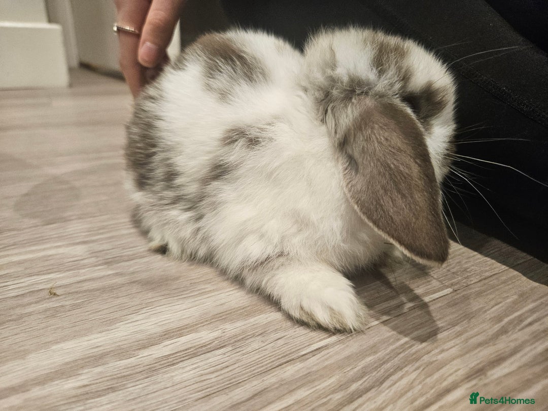 Mini Lop rabbits for sale: Pure Breed Mini Lop Bunnies . 2 boys left ! - Image 6