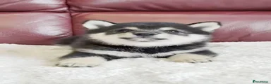 Japanese Shiba Inu 2