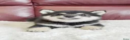 Japanese Shiba Inu dogs for sale: Five Little Fox-Faced Charms Shiba Inu Puppies - Advert 5