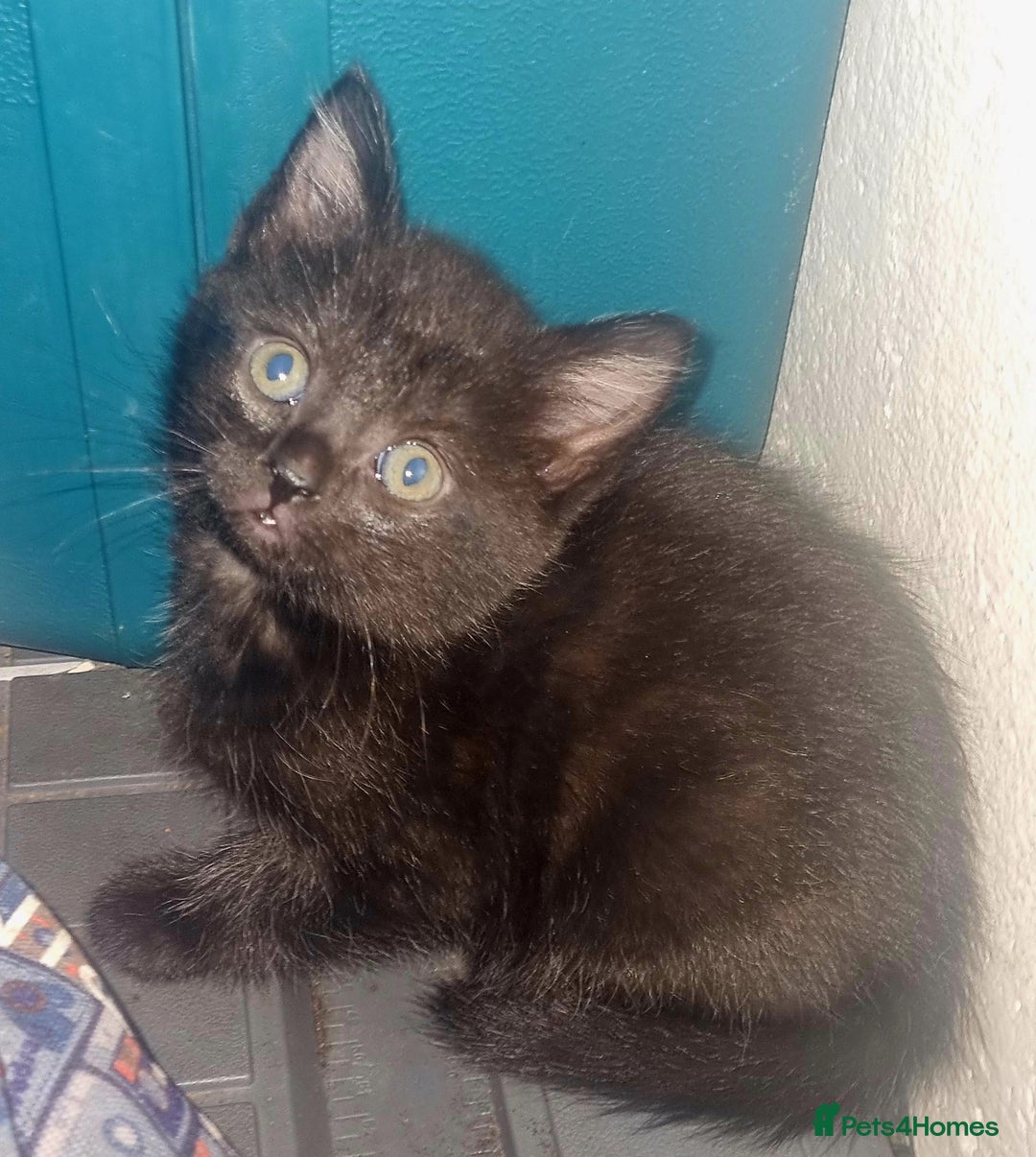 British Shorthair cats for sale: Female kitten - Advert 3