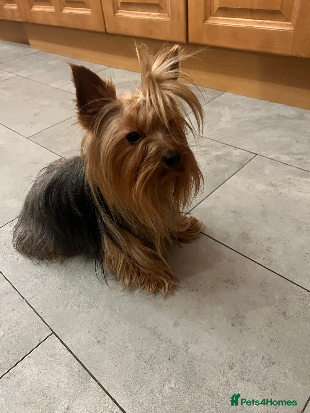 Yorkshire Terrier dogs for stud: KC Registered Yorkie Silver Stud Available - Advert 4