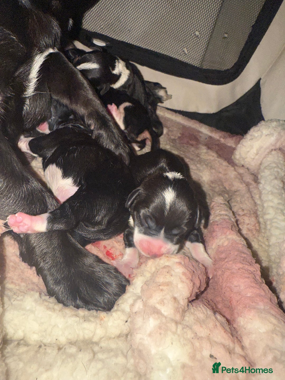 Jack Russell dogs for sale: Jack Russel pups - Advert 4