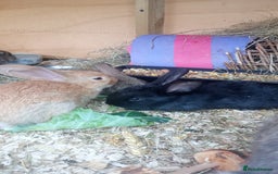 Continental Giant rabbits for sale: Beautiful Giant Continental Babies - Image 21