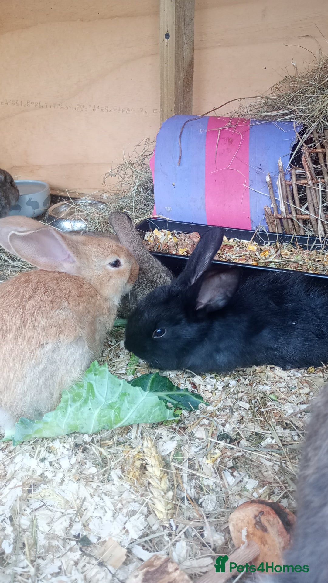 Continental Giant rabbits for sale: Beautiful Giant Continental Babies - Image 21